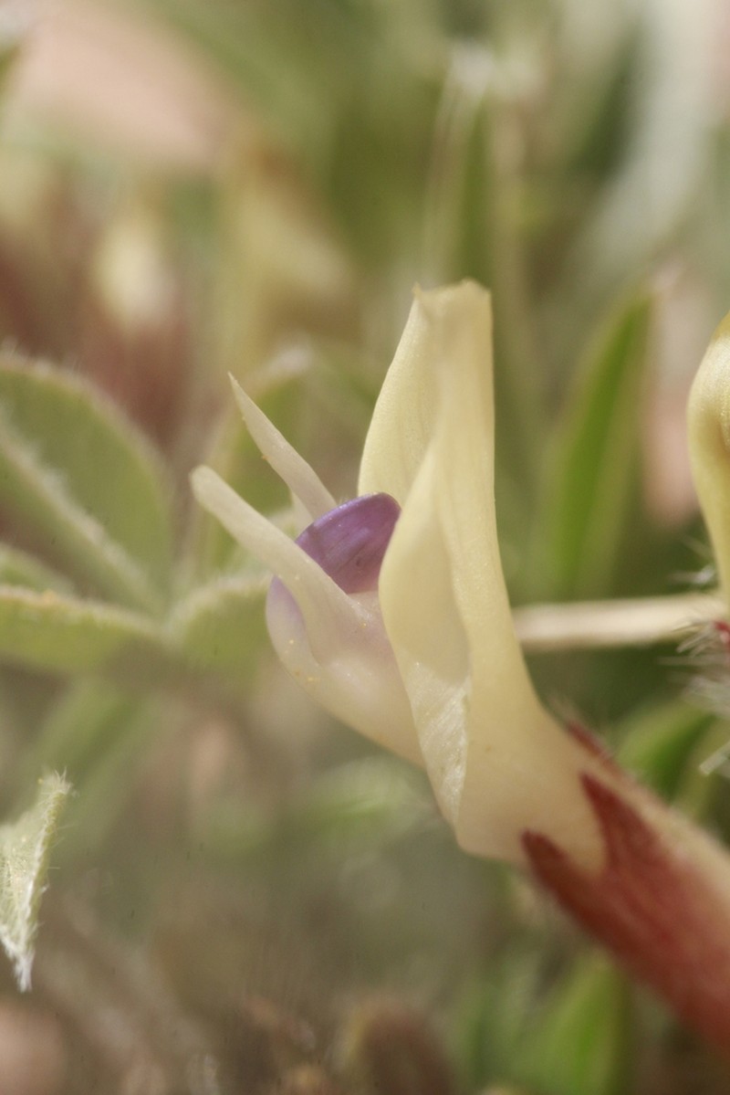 Loa Milkvetch photo 5