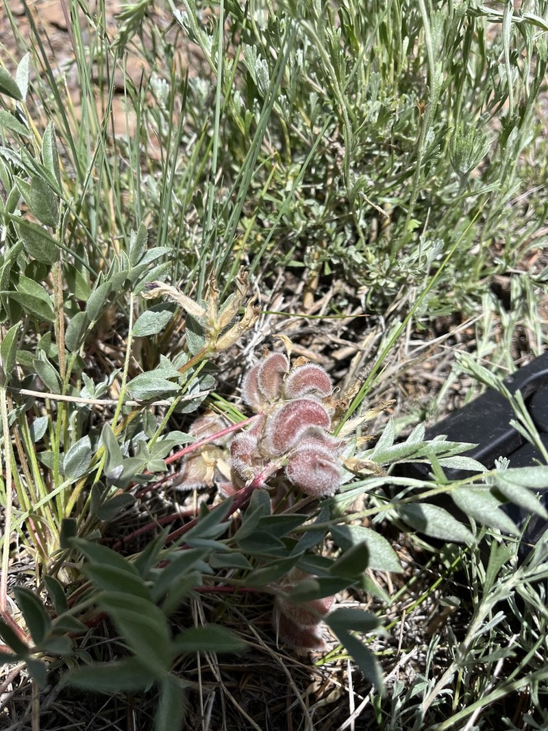 Loa Milkvetch photo 6