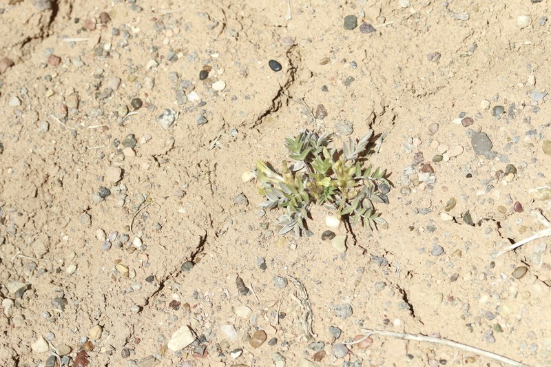 Loa Milkvetch photo 7