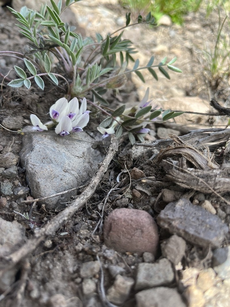 Loa Milkvetch photo 8