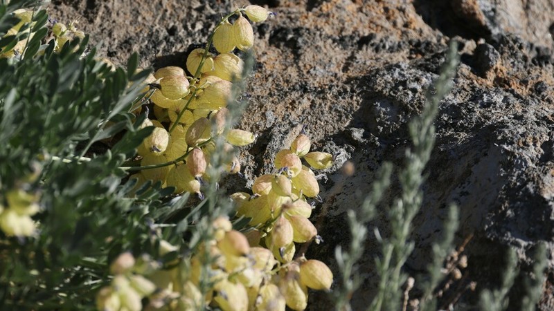 Astragalus wenquanensis