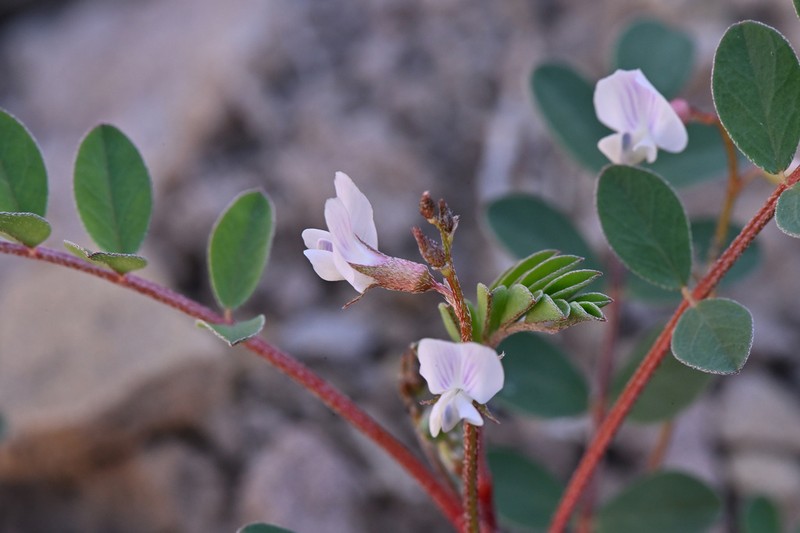 Wetherill's Milkvetch photo 5