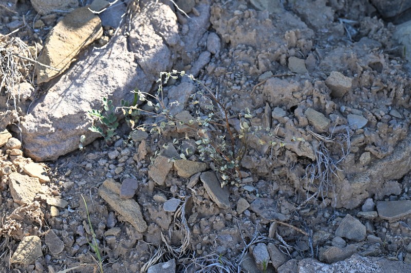 Wetherill's Milkvetch photo 6