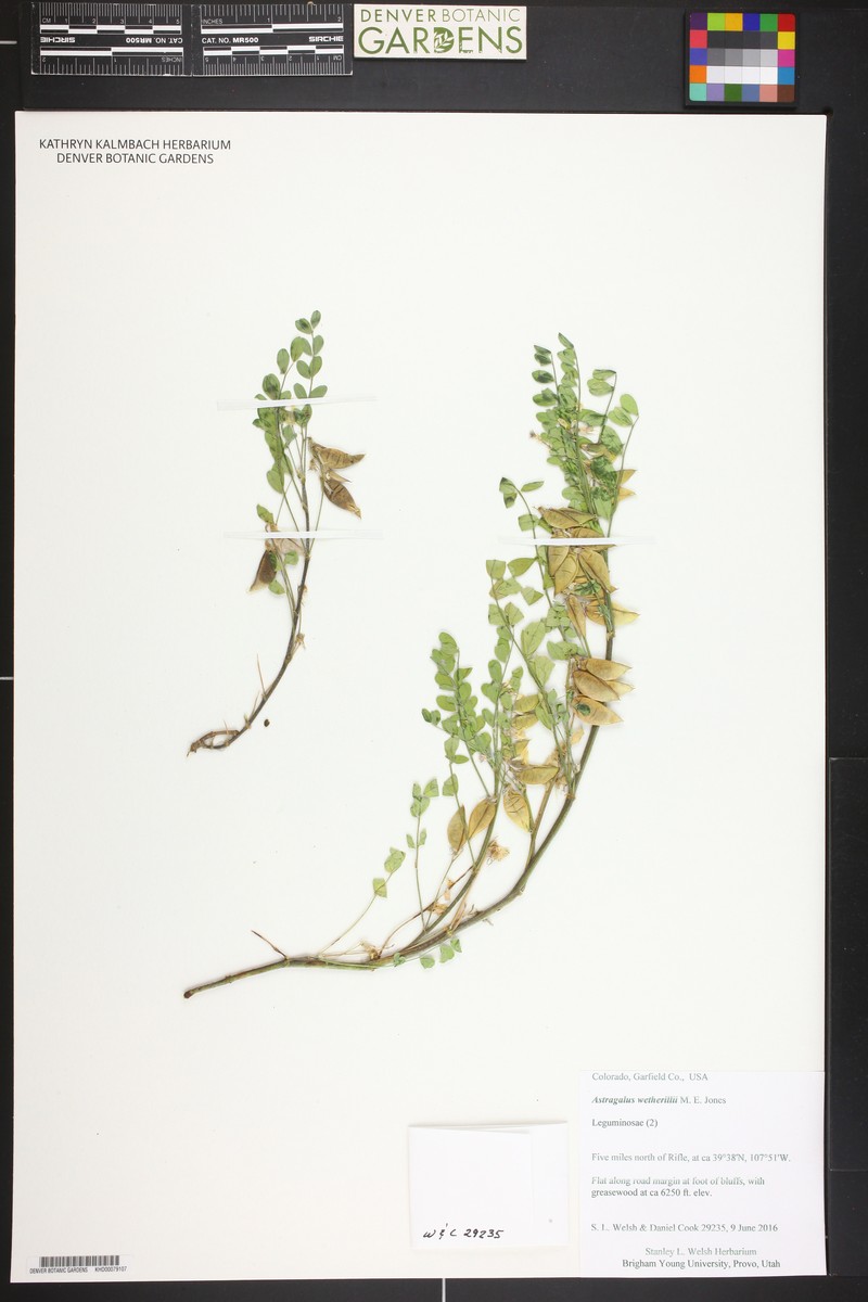 Wetherill's Milkvetch photo 7