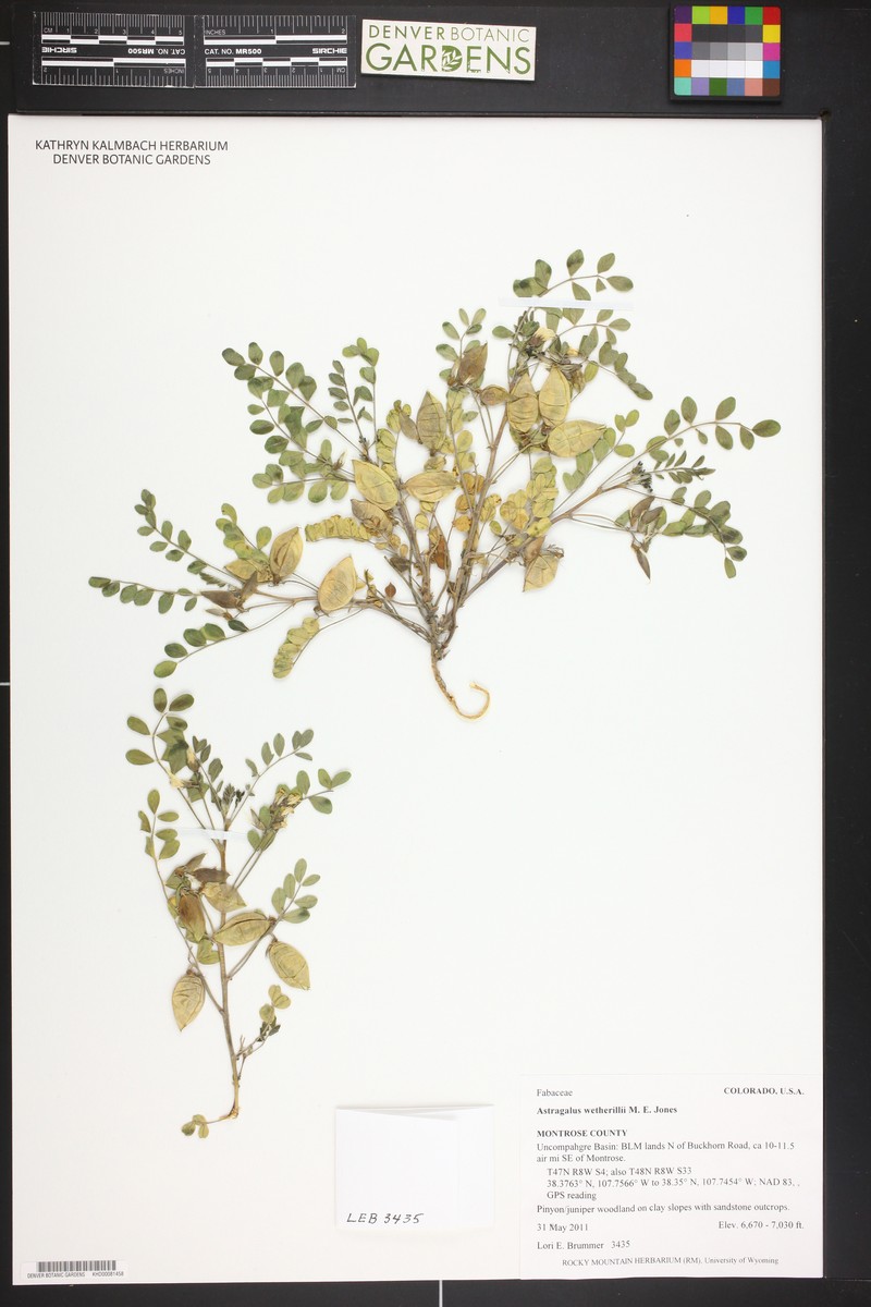 Wetherill's Milkvetch photo 8