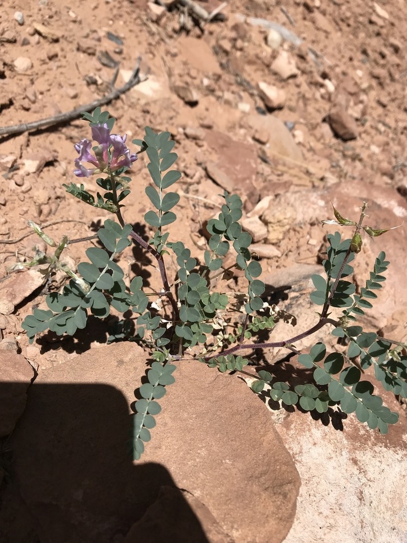 Wetherill's Milkvetch