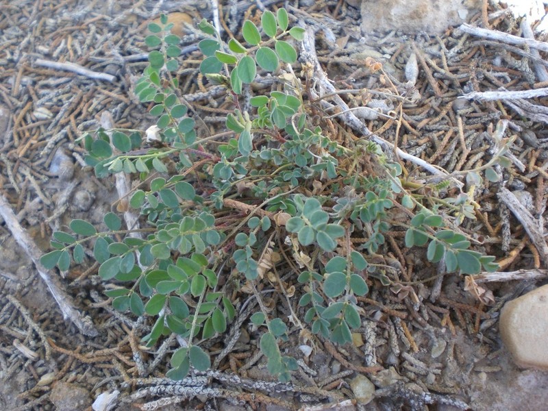 Wetherill's Milkvetch photo 2