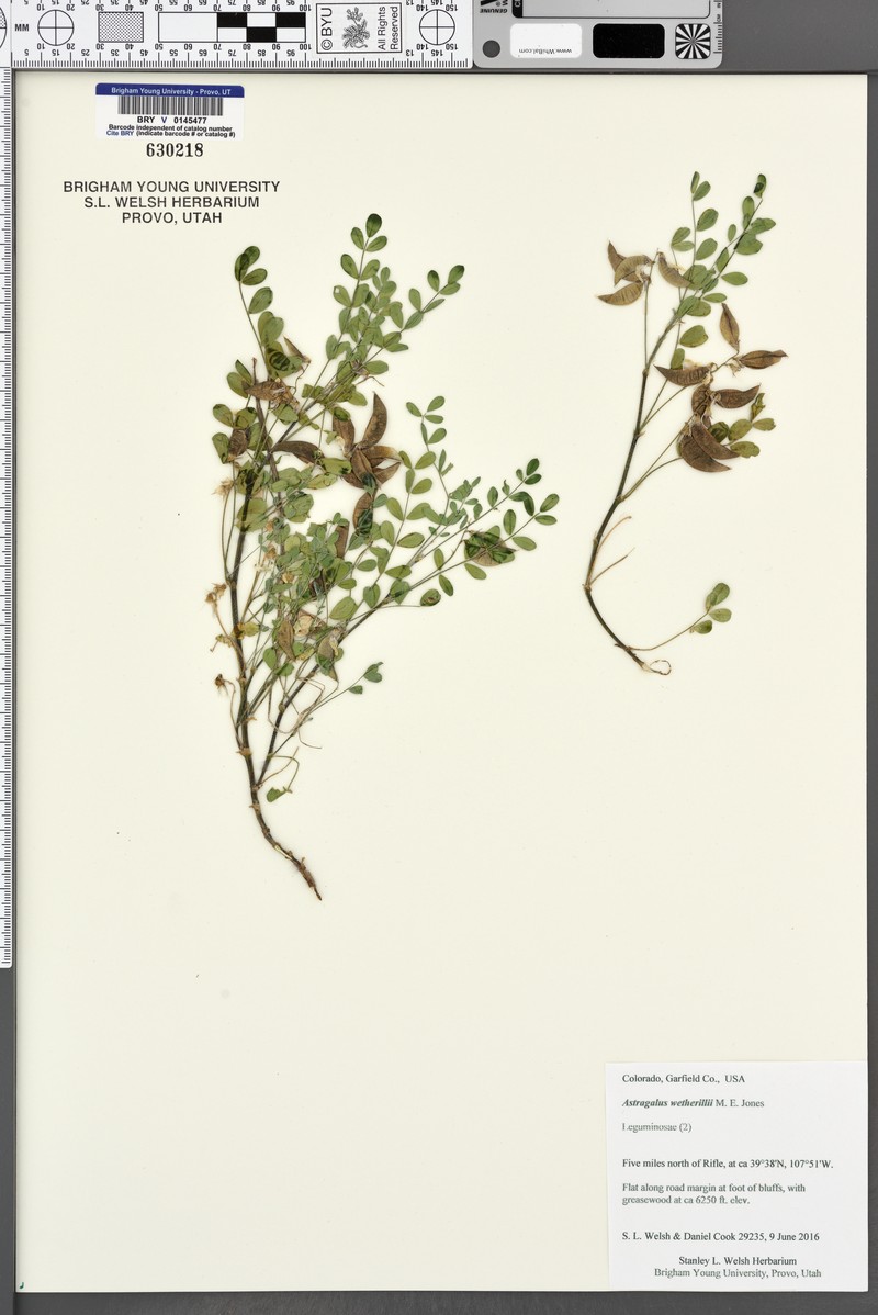 Wetherill's Milkvetch photo 4