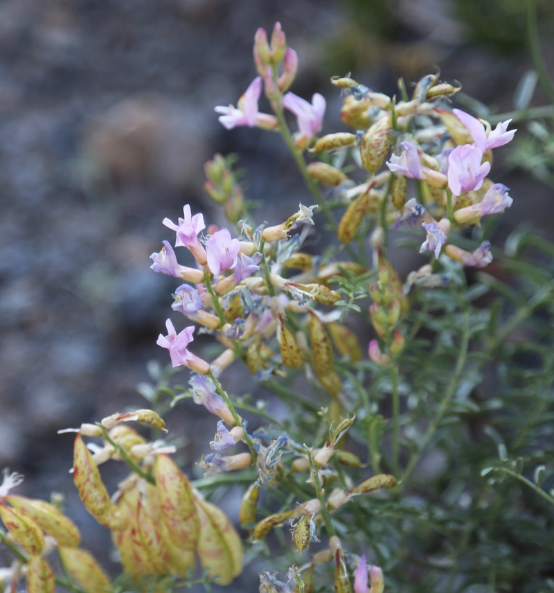 Balloonpod Milkvetch photo 2