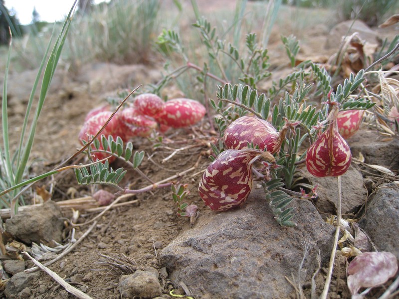 Balloonpod Milkvetch