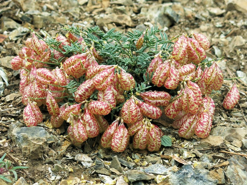 Balloonpod Milkvetch photo 4
