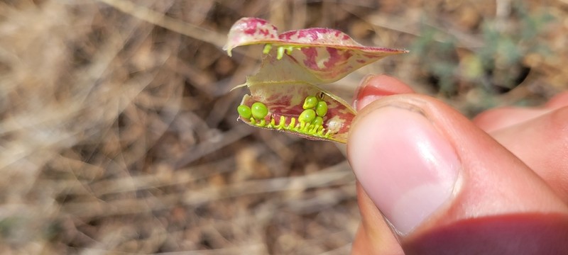 Balloonpod Milkvetch photo 5