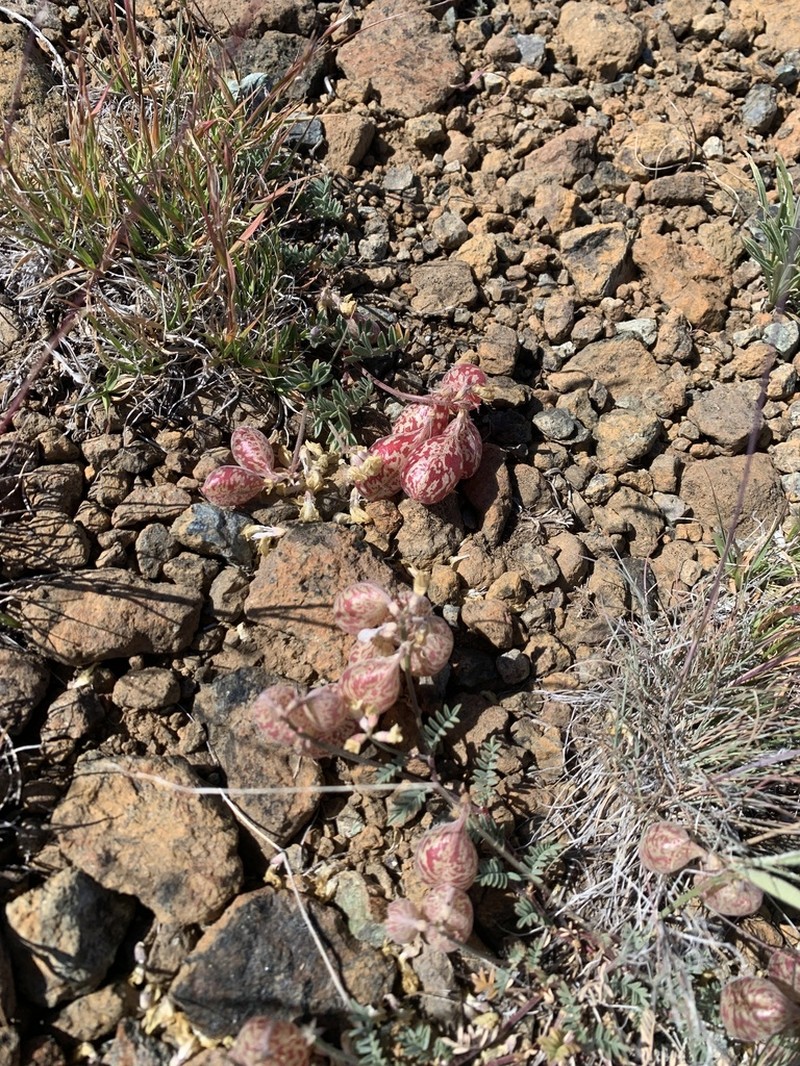 Balloonpod Milkvetch photo 6