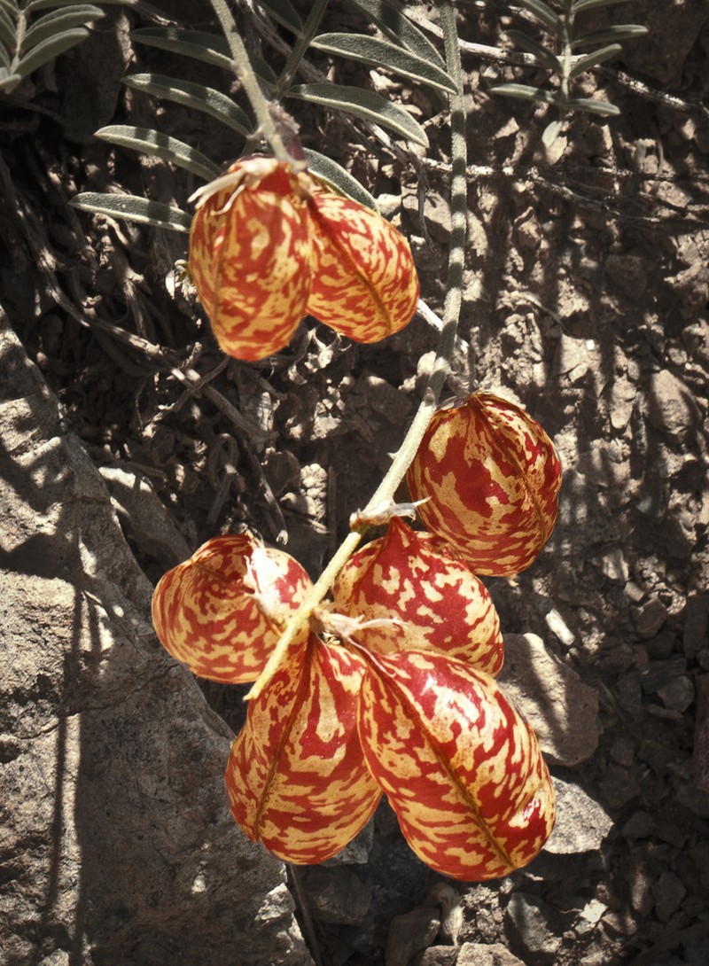 Balloonpod Milkvetch photo 7