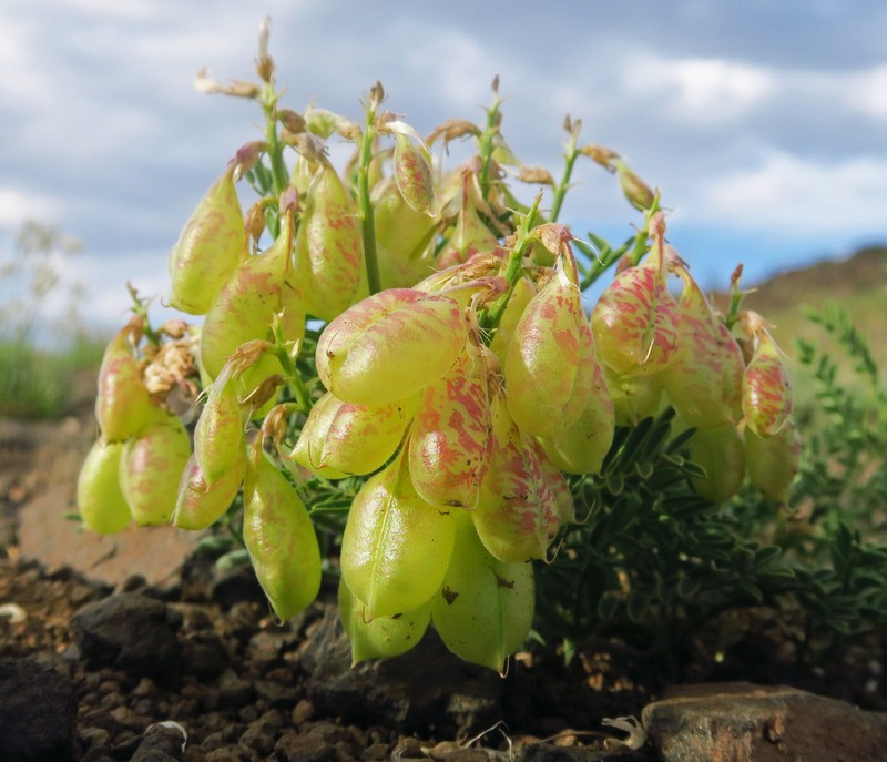 Astragalus whitneyi var. confusus