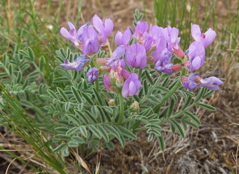 Astragalus whitneyi var. confusus photo 2