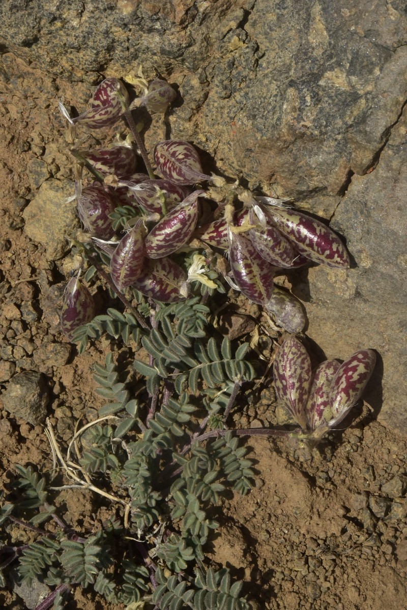 Astragalus whitneyi var. confusus photo 3