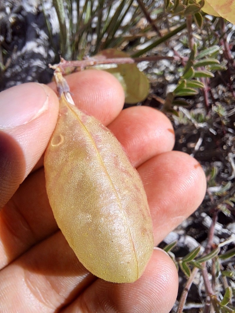 Astragalus whitneyi var. confusus photo 4
