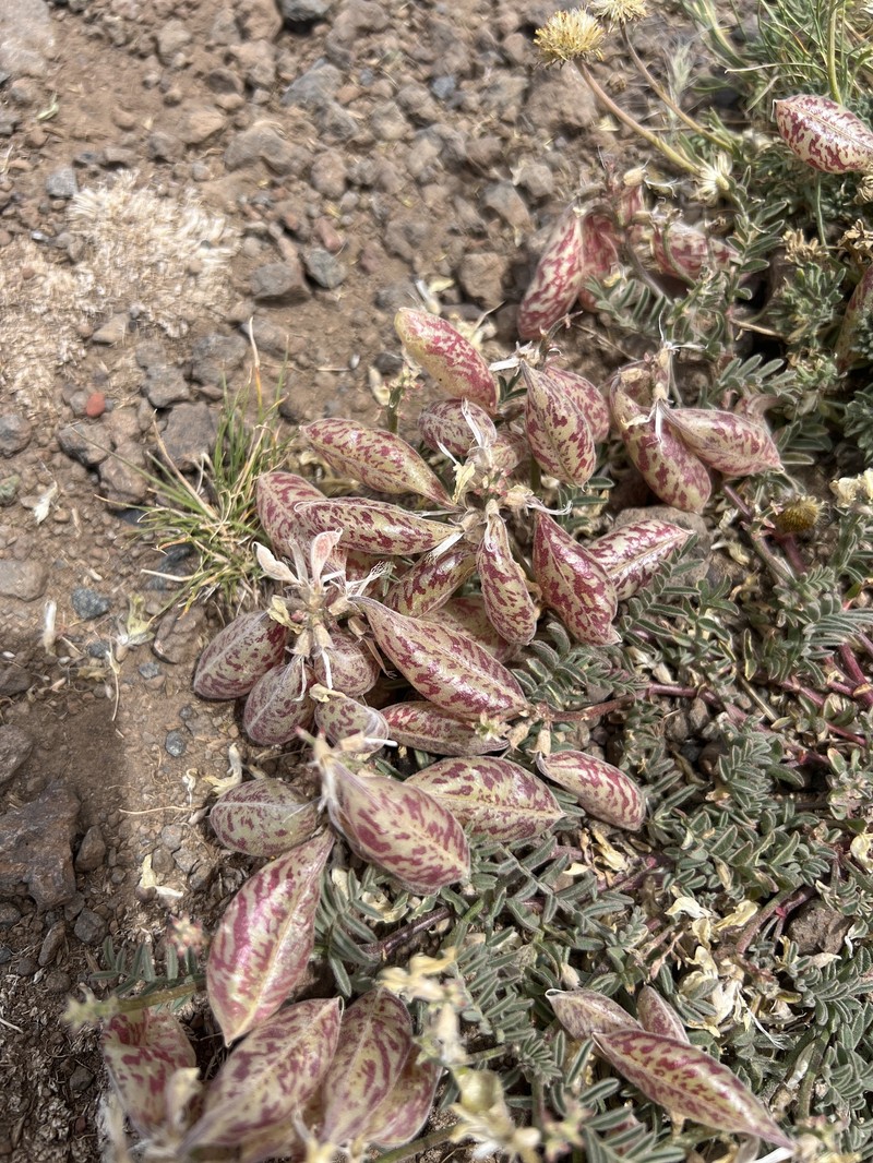 Astragalus whitneyi var. confusus photo 5