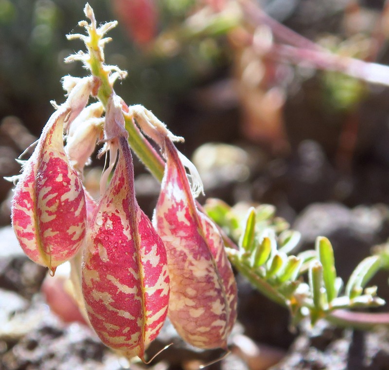 Astragalus whitneyi var. confusus photo 6