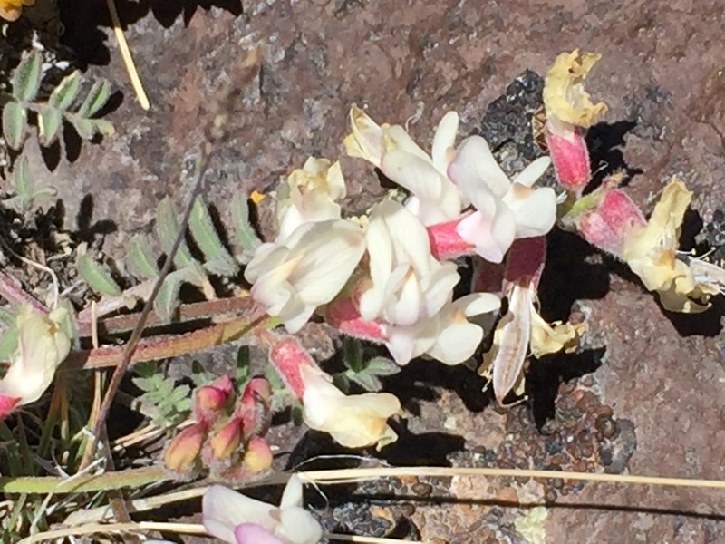 Astragalus whitneyi var. confusus photo 7
