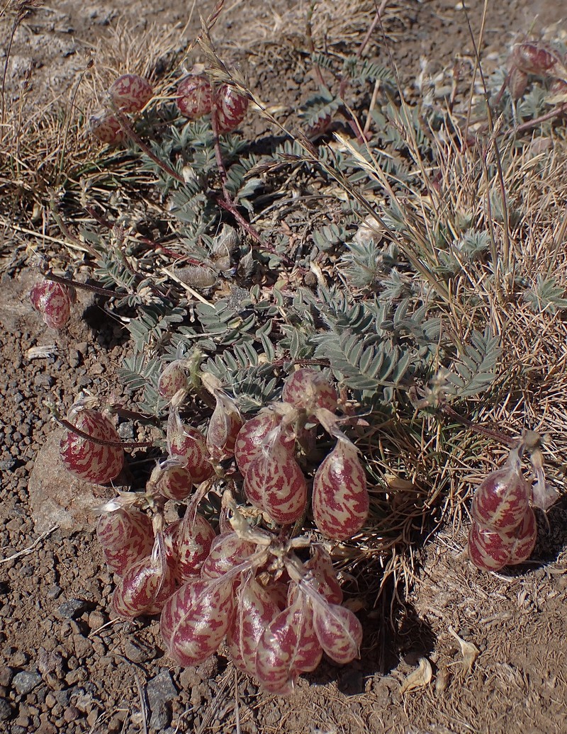 Astragalus whitneyi var. confusus photo 8