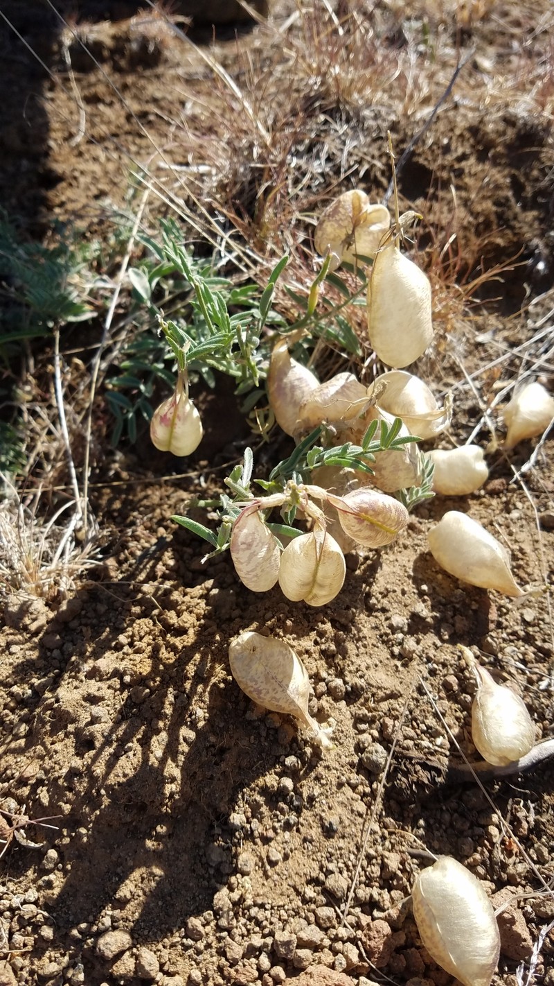 Astragalus whitneyi var. lenophyllus