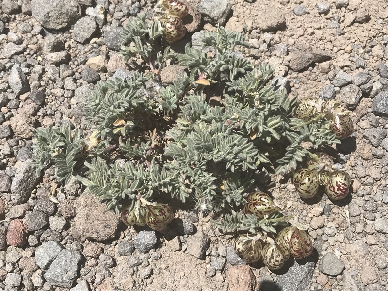 Astragalus whitneyi var. lenophyllus photo 2