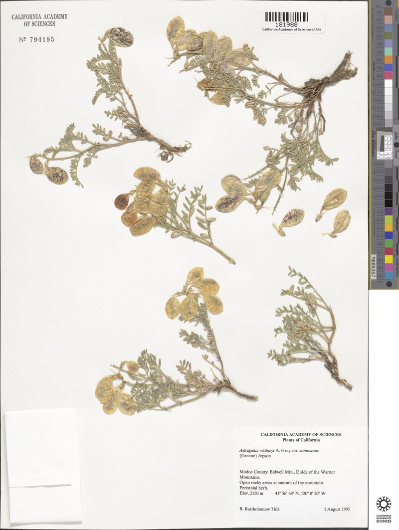 Astragalus whitneyi var. lenophyllus photo 3