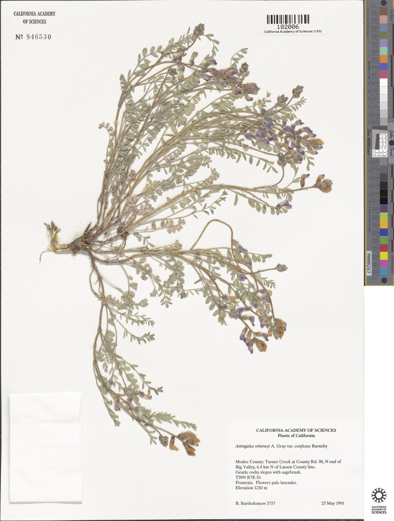 Astragalus whitneyi var. lenophyllus photo 4