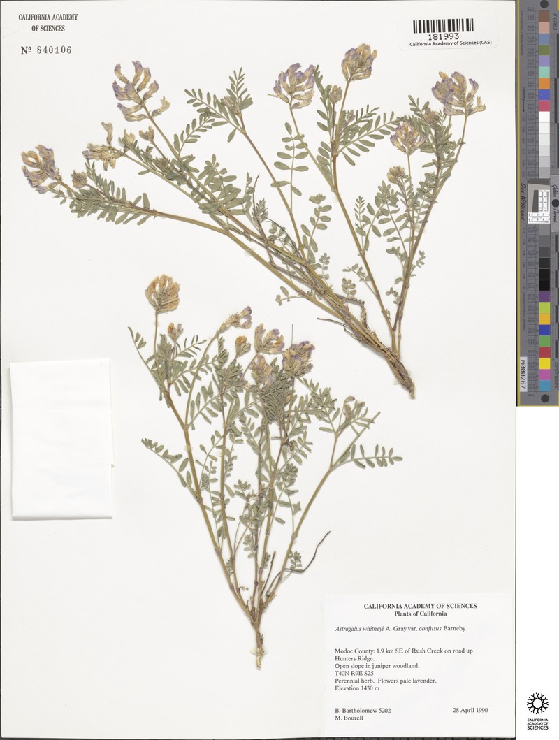 Astragalus whitneyi var. lenophyllus photo 5