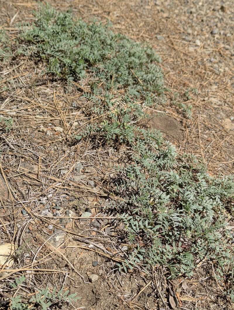 Astragalus whitneyi var. siskiyouensis