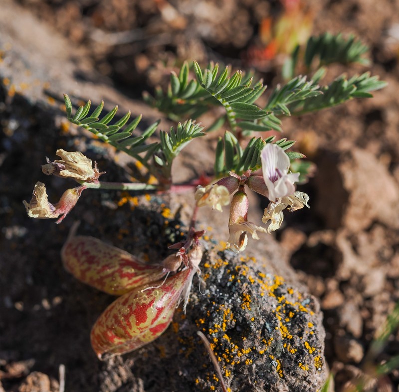 Astragalus whitneyi var. siskiyouensis photo 2
