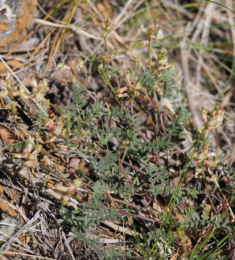 Astragalus whitneyi var. siskiyouensis photo 3