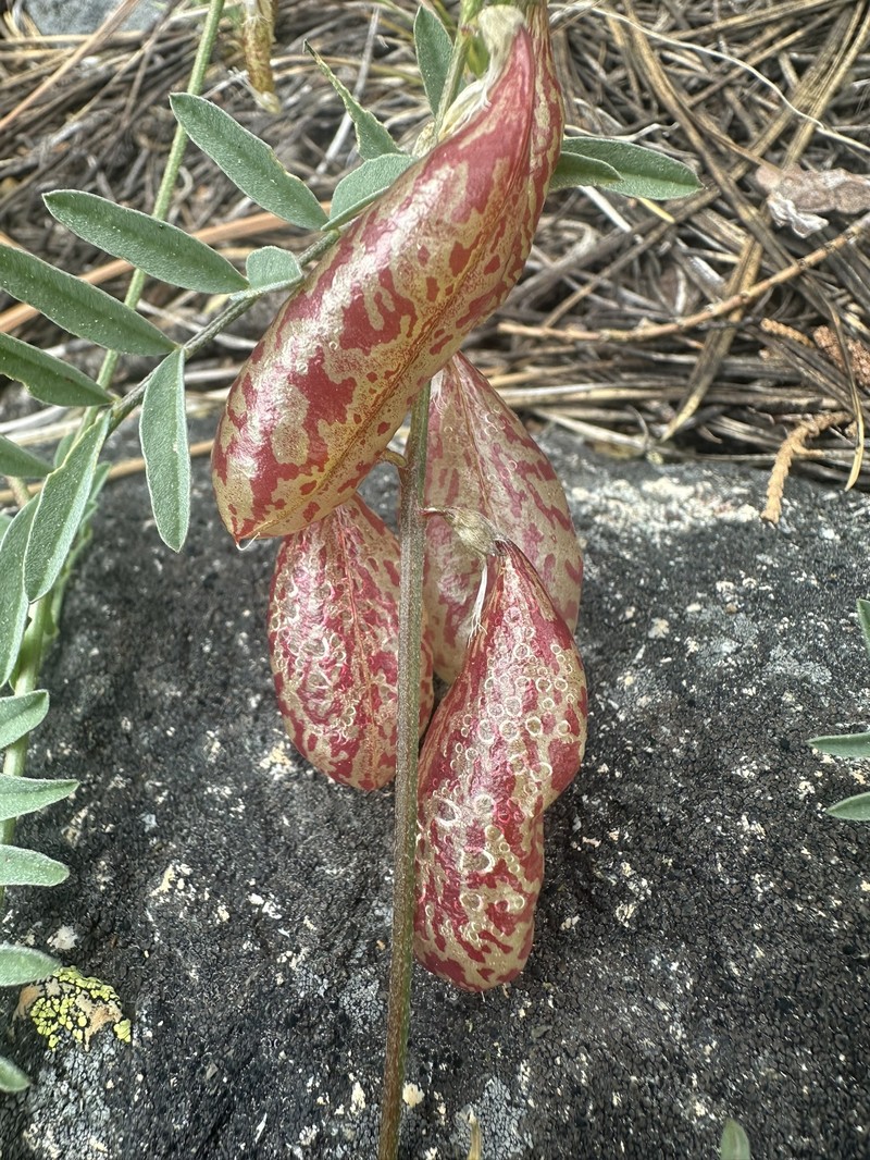 Astragalus whitneyi var. siskiyouensis photo 4