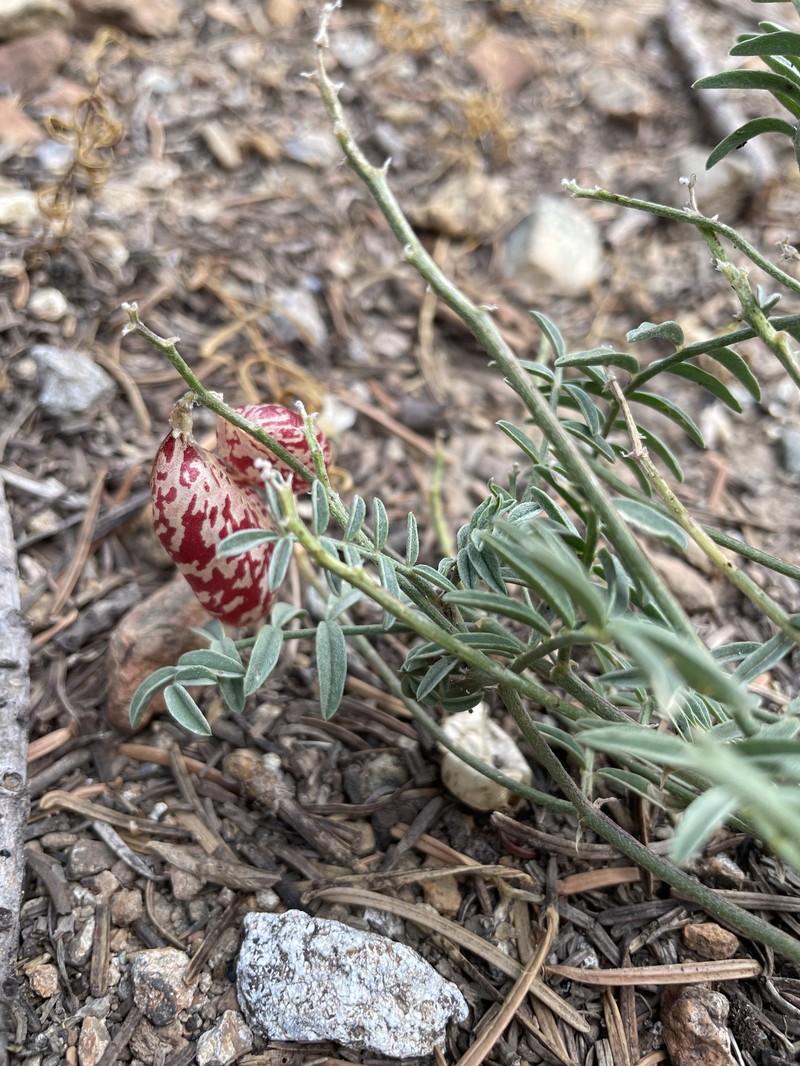 Astragalus whitneyi var. siskiyouensis photo 5