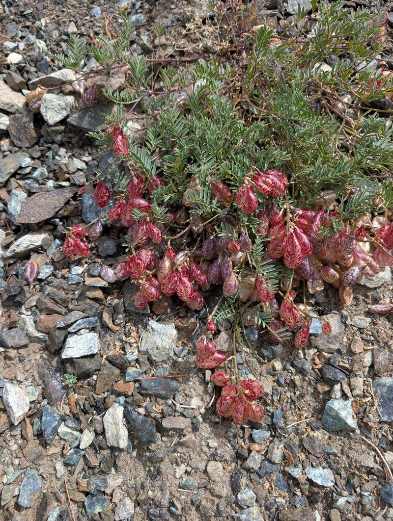 Astragalus whitneyi var. siskiyouensis photo 6