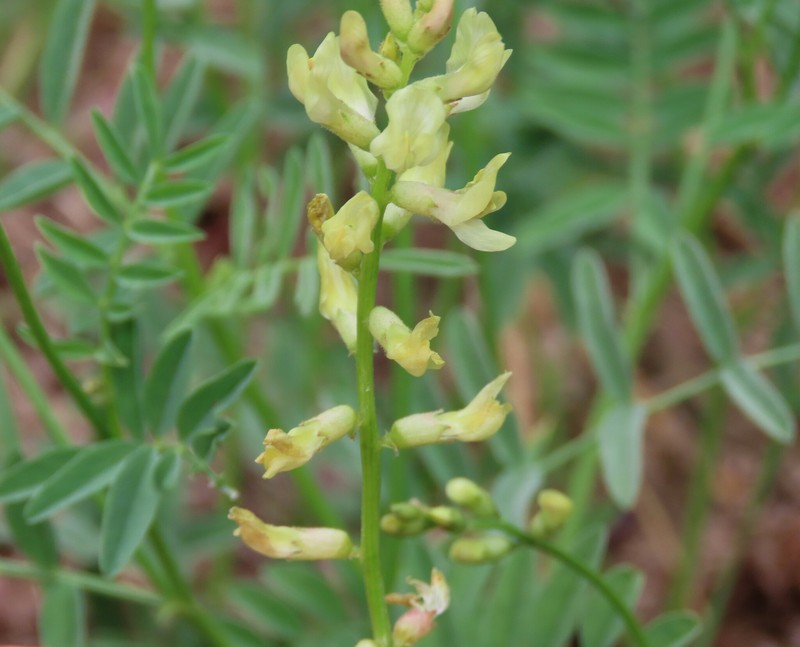Astragalus whitneyi var. siskiyouensis photo 7