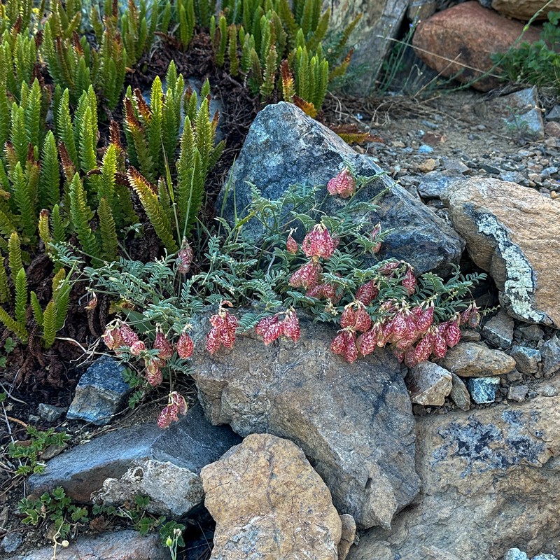 Astragalus whitneyi var. siskiyouensis photo 8