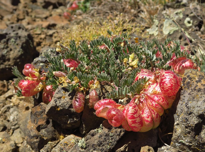 Astragalus whitneyi var. sonneanus