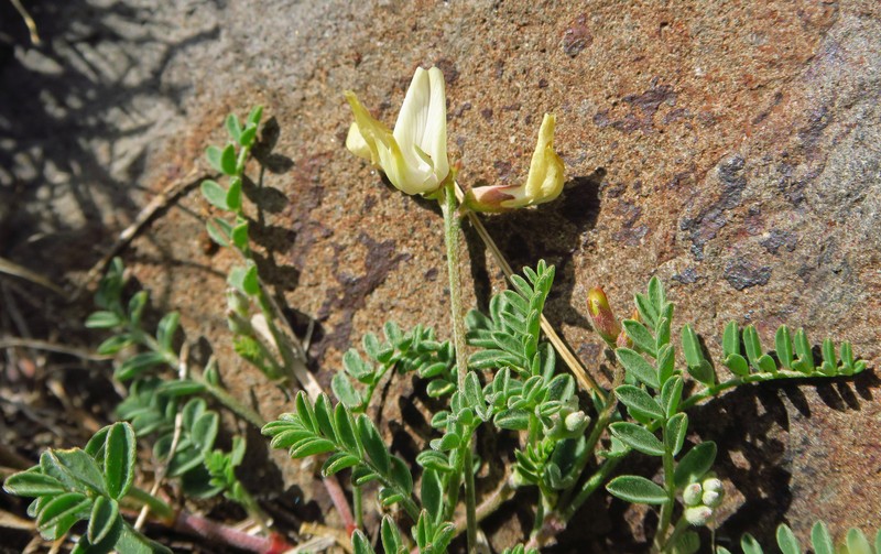 Astragalus whitneyi var. sonneanus photo 2