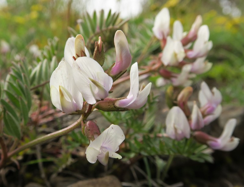 Astragalus whitneyi var. sonneanus photo 3