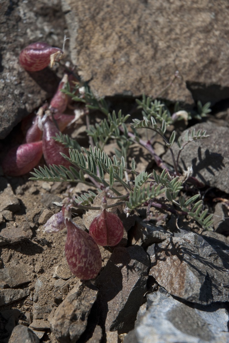 Astragalus whitneyi var. sonneanus photo 4