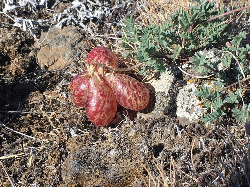 Astragalus whitneyi var. sonneanus photo 5