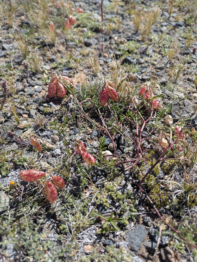 Astragalus whitneyi var. whitneyi