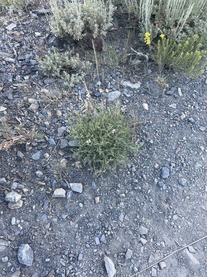 Astragalus whitneyi var. whitneyi photo 2