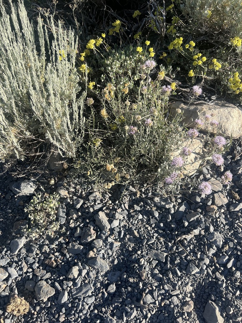 Astragalus whitneyi var. whitneyi photo 3