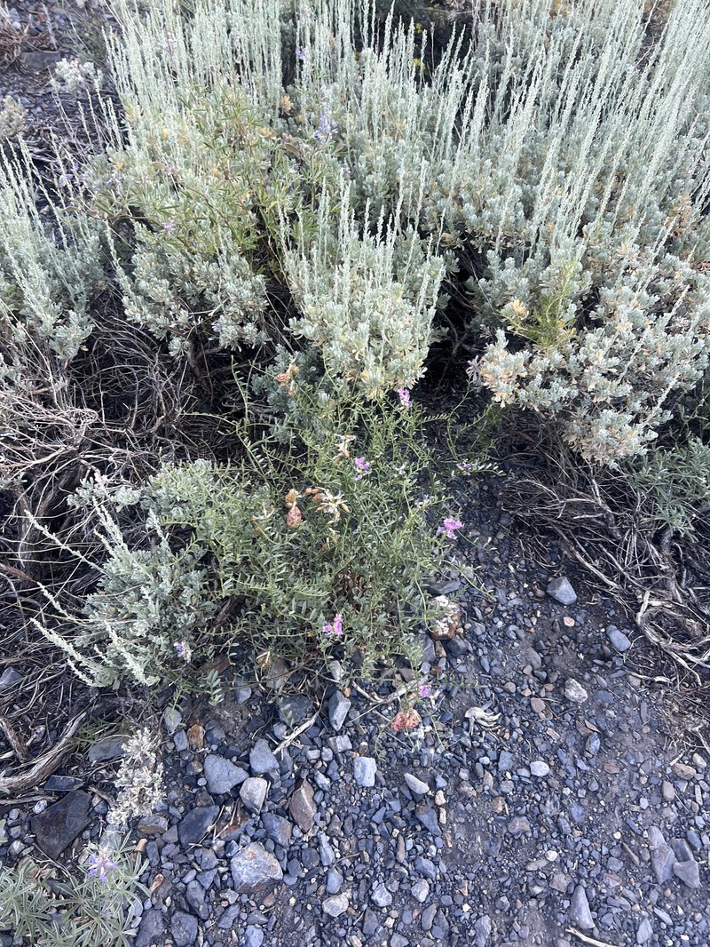 Astragalus whitneyi var. whitneyi photo 4