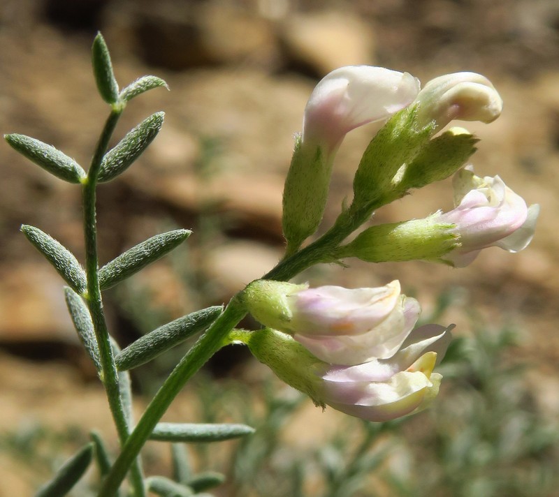 Astragalus whitneyi var. whitneyi photo 5