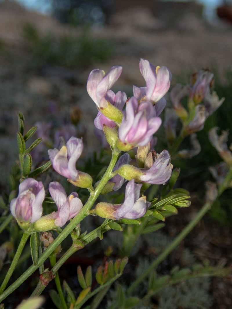 Astragalus whitneyi var. whitneyi photo 6